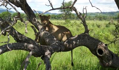 21 dias: Serengeti às Cataratas Vitória (Acampamento) — 5