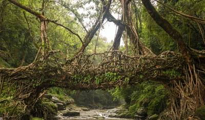 Maravilhas do Nordeste com Vida Selvagem em Kaziranga — 5
