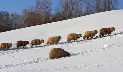 Caminhada de Inverno e Raquetes de Neve na Transilvânia — 4