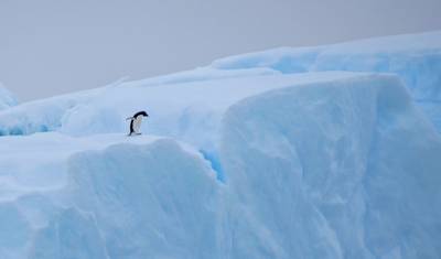 Península Antártica: Cruzando o Círculo, Operado por Quark — 3