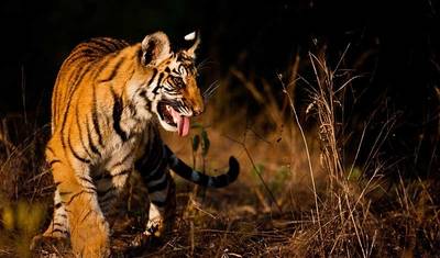 Safári de Tigres na Índia — 4