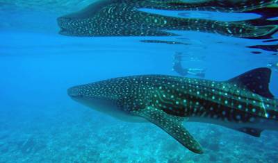 モルディブの海洋生物 — 4