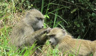 Nairobi do Harare (24 dni) Świt Sawanny — 5