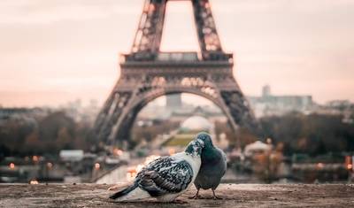 Um Romance Europeu com o Chelsea Flower Show - Verão 2021 — 2