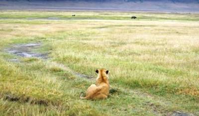 Nairobi às Cataratas Vitória (54 Dias) Macacos e Lagos — 3