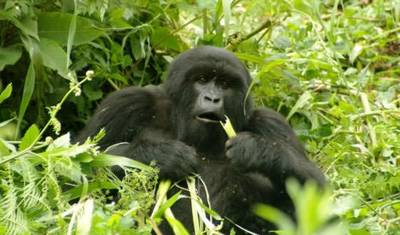 Nairobi às Cataratas Vitória (54 Dias) Macacos e Lagos — 4