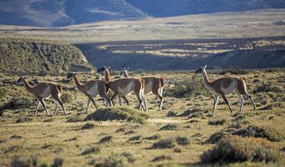 Torres del Paine – Szlak W — 5