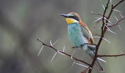 Jornadas: Descubra Kruger e a Namíbia National Geographic — 4