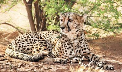 Jornadas: Descubra Kruger e a Namíbia National Geographic — 5