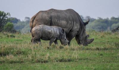 Jornadas: Destaques do Sul da África National Geographic — 4