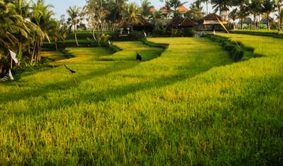 Bali Experience — 5