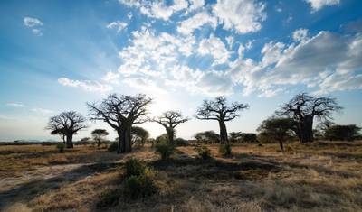 Serengeti Safari - (رحلة خاصة) — 5