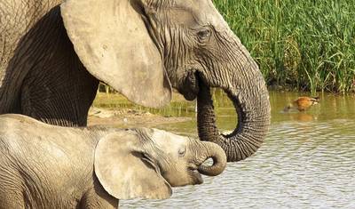 Safári de 4 dias no Kruger (com Alojamento) — 4