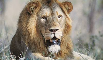 Safári de 4 dias no Kruger (com Alojamento) — 3