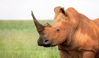 7 dias: Kruger, Eswatini e Durban (Com Alojamento) — 2