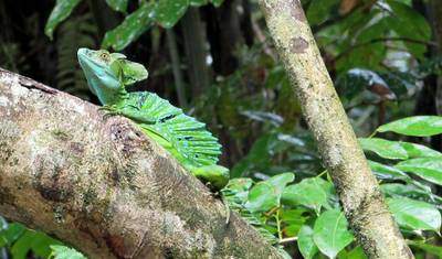 Aventura no Parque Nacional Tortuguero 4D/3N — 2