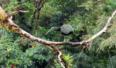 Aventura no Parque Nacional Tortuguero 4D/3N — 5