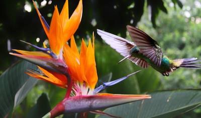 Destaques Naturais da Costa Rica — 2