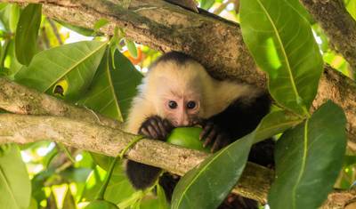 Destaques Naturais da Costa Rica — 3