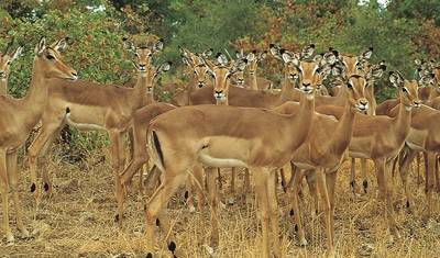 22 dias Zanzibar, Cataratas Vitória & Kruger (Com Alojamento) — 4