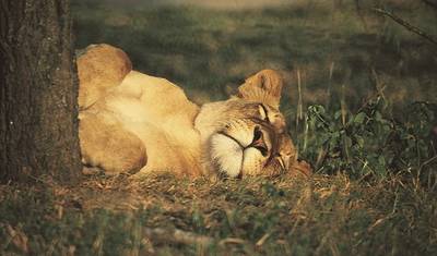 22 dias Zanzibar, Cataratas Vitória & Kruger (Com Alojamento) — 2