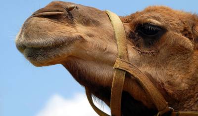 المثلث الذهبي مع فاراناسي بالطيران — 3