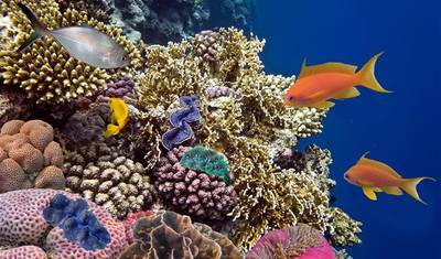 Mergulho no Mar Vermelho: 8 dias a partir de Amã — 5