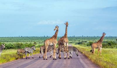 Safari w Krugerze i Trasa Panorama — 4