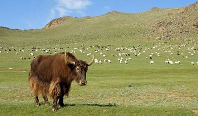 Najlepsze z Mongolii — 3