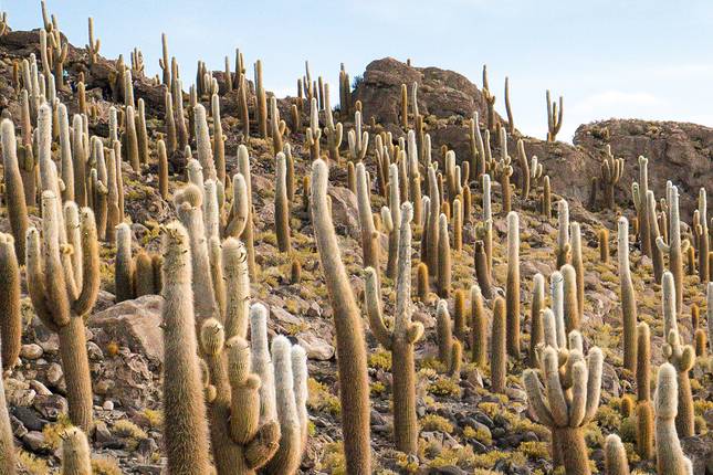 Best of Bolivia & Argentina