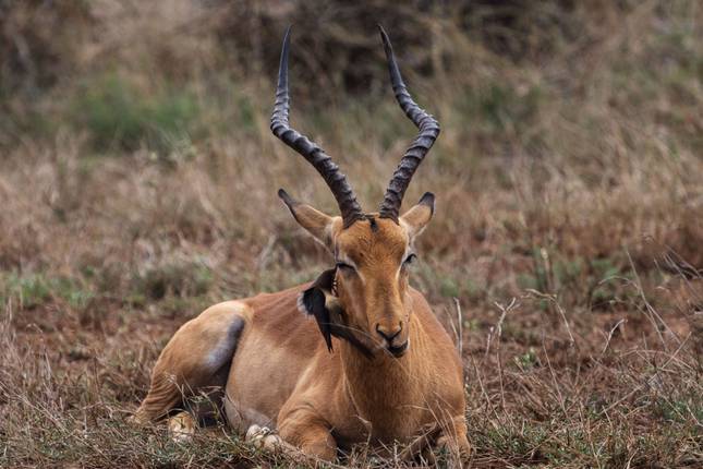 Wyprawy: Safari w Afryce Południowej z National Geographic