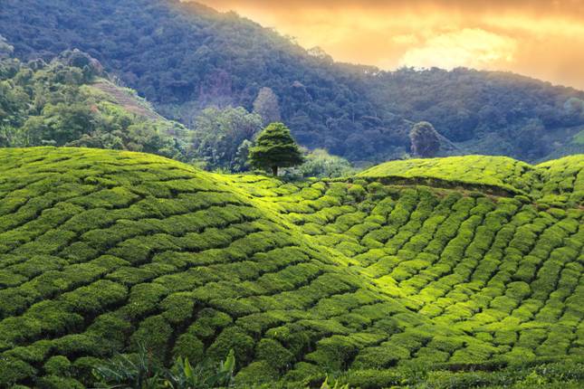 Expedição à Índia: Sikkim, Assam e Nagaland