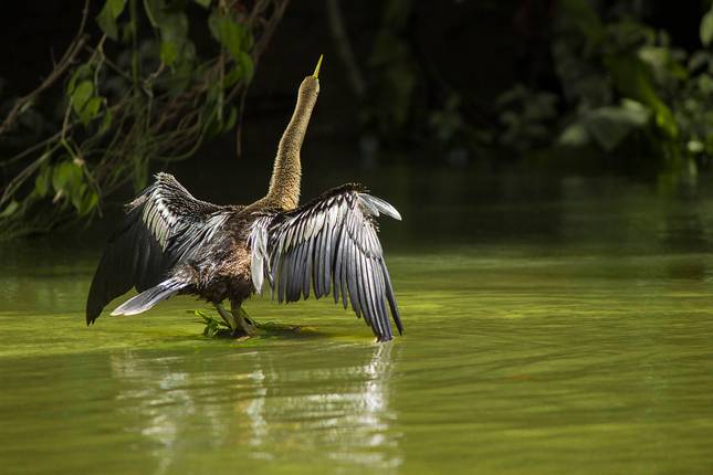 Vulcões, Natureza e Caribe