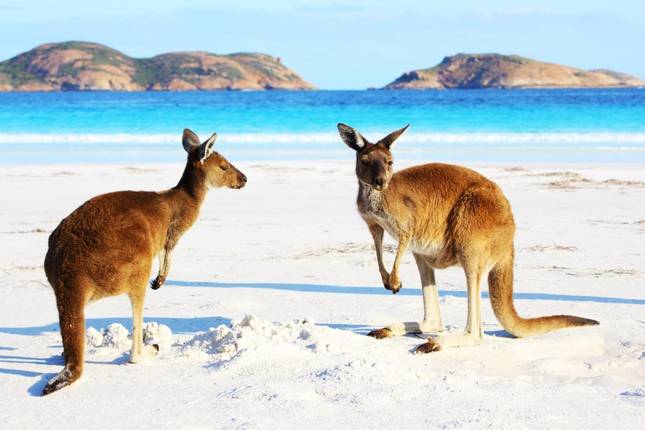 Pinpoint klassisk køkken 10 Best Australian Safari Tours 2022 - TourRadar