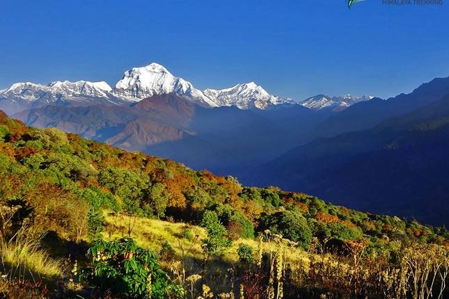 10 Best Ghorepani Poon Hill Trek Spring 2025 Tours Trips TourRadar