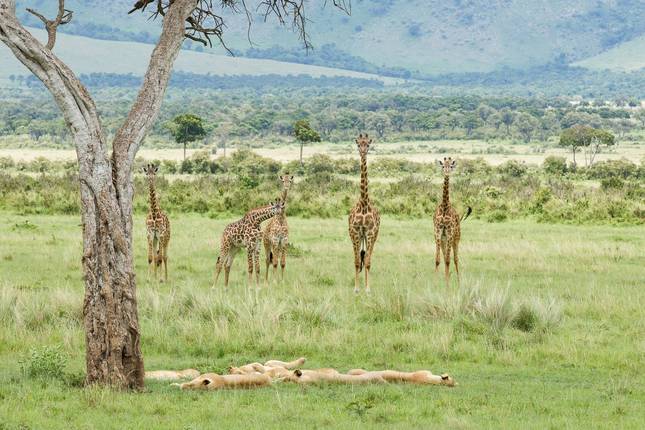 4-Day Masai Mara & Lake Nakuru Budget Camping Safari