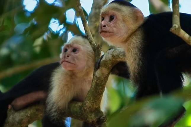 Highlights of Costa Rica + Beach Extension