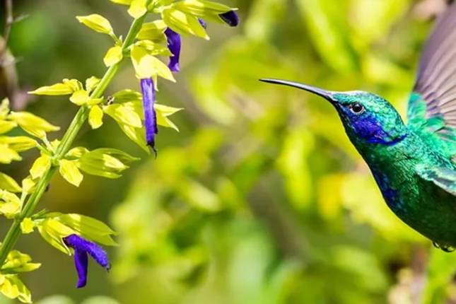 Tour de Vida Selvagem na Costa Rica