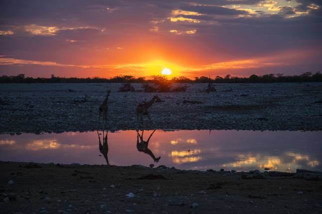 safari namibia botswana