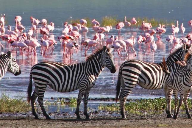 Kilimanjaro - Lemosho Trek + Safari Extension