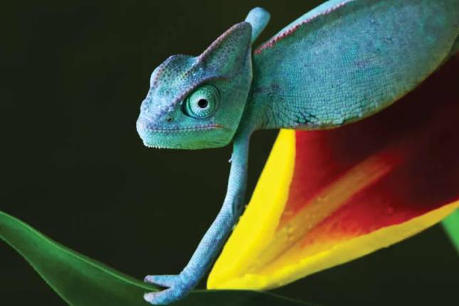Madagascar: O Continente Perdido