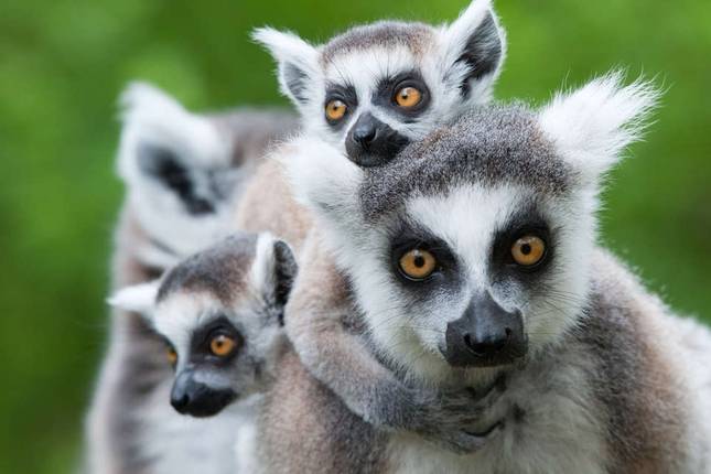 madagascar tour companies