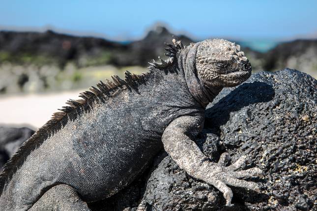 Galápagos — North & Central Islands aboard the Eden