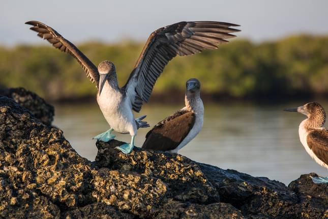 Galápagos — South & East Islands aboard the Eden