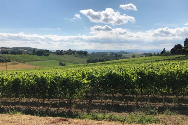 Vinhedos e trufas do Piemonte - Passeio de bicicleta em grupo pequeno