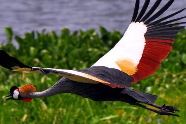 7 Day Bird watching and Gorilla Trekking Safari in Uganda-Exit through Rwanda.