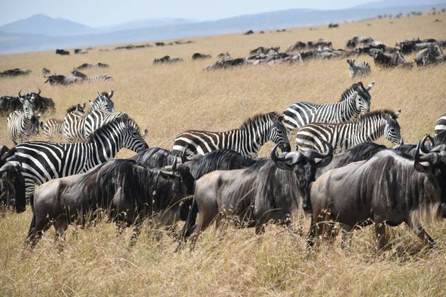 Safari de 10 días por Kenia 2026/27 - Aventura definitiva con la migración de ñus y los Cinco Grandes