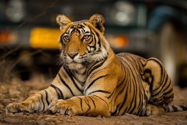Viagem Privada: Tour do Triângulo Dourado de 07 Dias com Safári na Selva de Ranthambore!!!