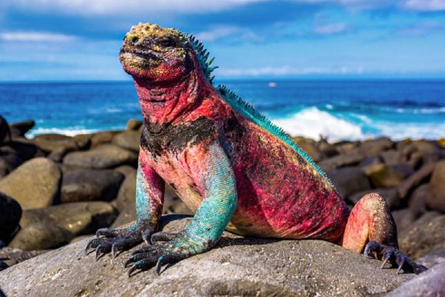 galapagos islands trips from quito