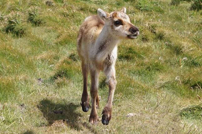 10 Best Falkland Islands Tours Trips 2023 2024 TourRadar   141071 B0f709d7 